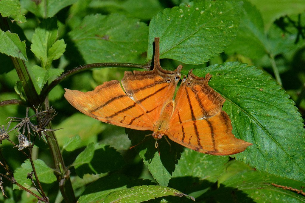 157 2015-01109481 Loxahatchee NWR, FL.JPG - Ruddy Daggerwing (Marpesia petreus). Butterfly. Loxahatchee National Wildlife Refuge, FL, 1-10-2015